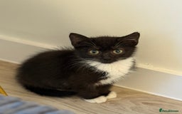 Russian Blue cats for sale: Russian blue x biocolor kittens 3 left  - Image 5