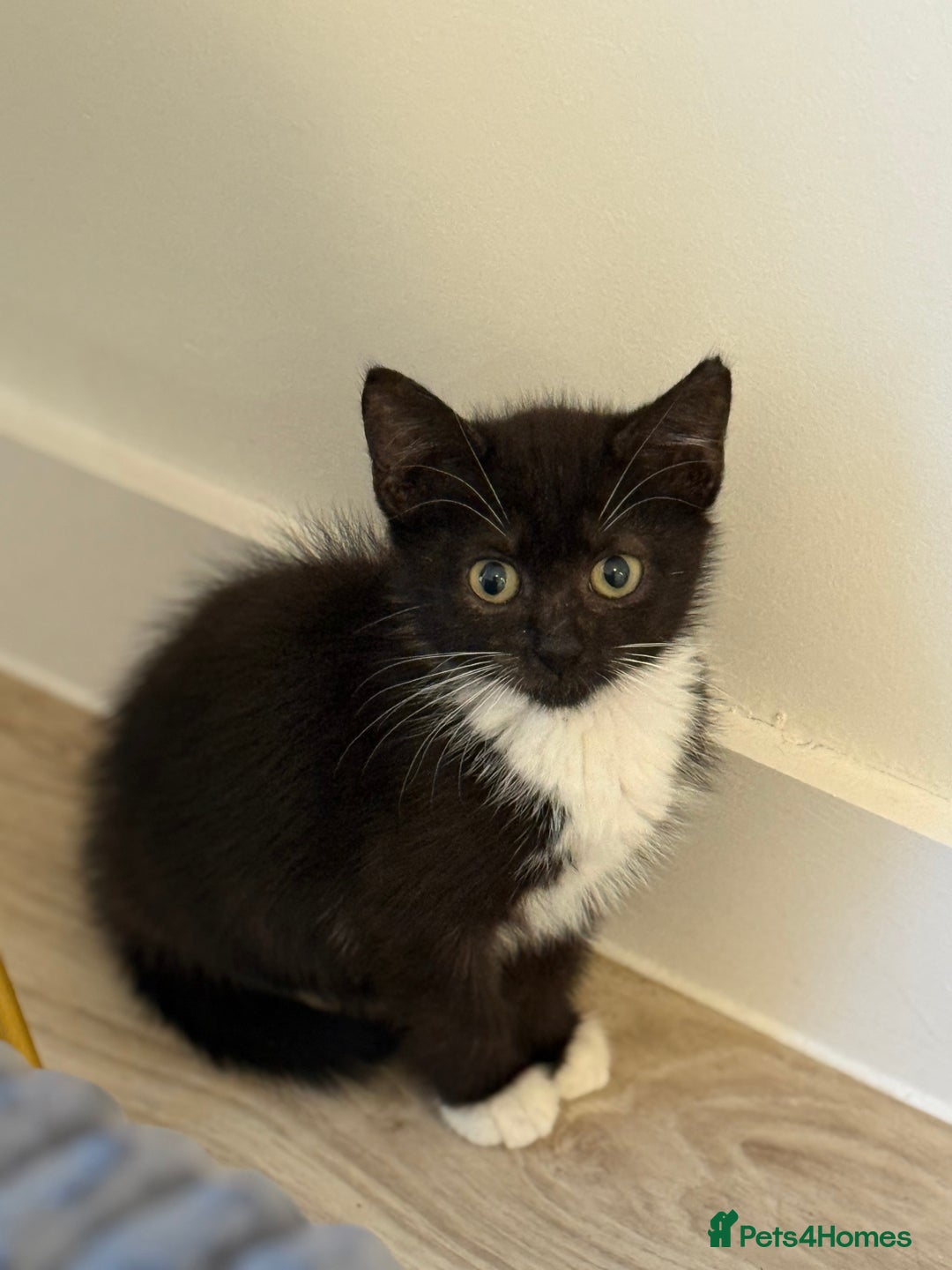 Russian Blue cats for sale: Russian blue x biocolor kittens 3 left  - Image 5