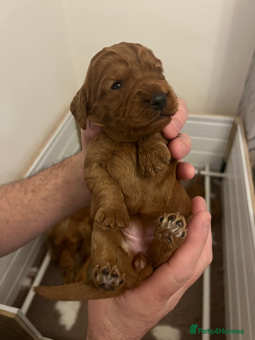 Cockapoo dogs for sale: F1 Cockapoo puppies from health tested parents  - Advert 9