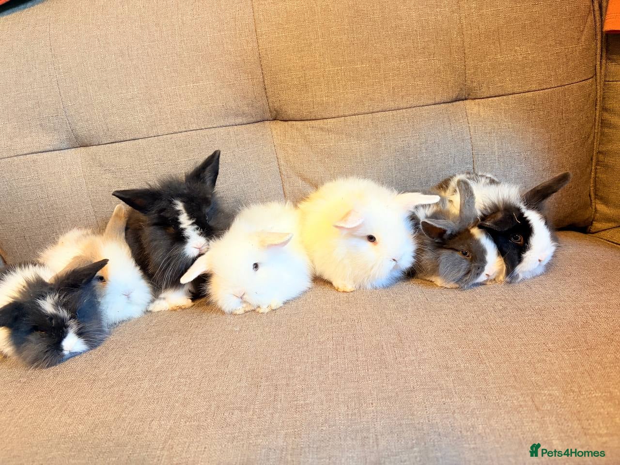 Mini Lion Lop rabbits Lion head - Advert 4