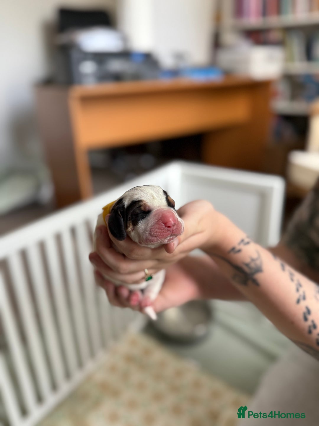 Basset Hound dogs for sale: Beautiful Basset Hound Puppies  - Image 20