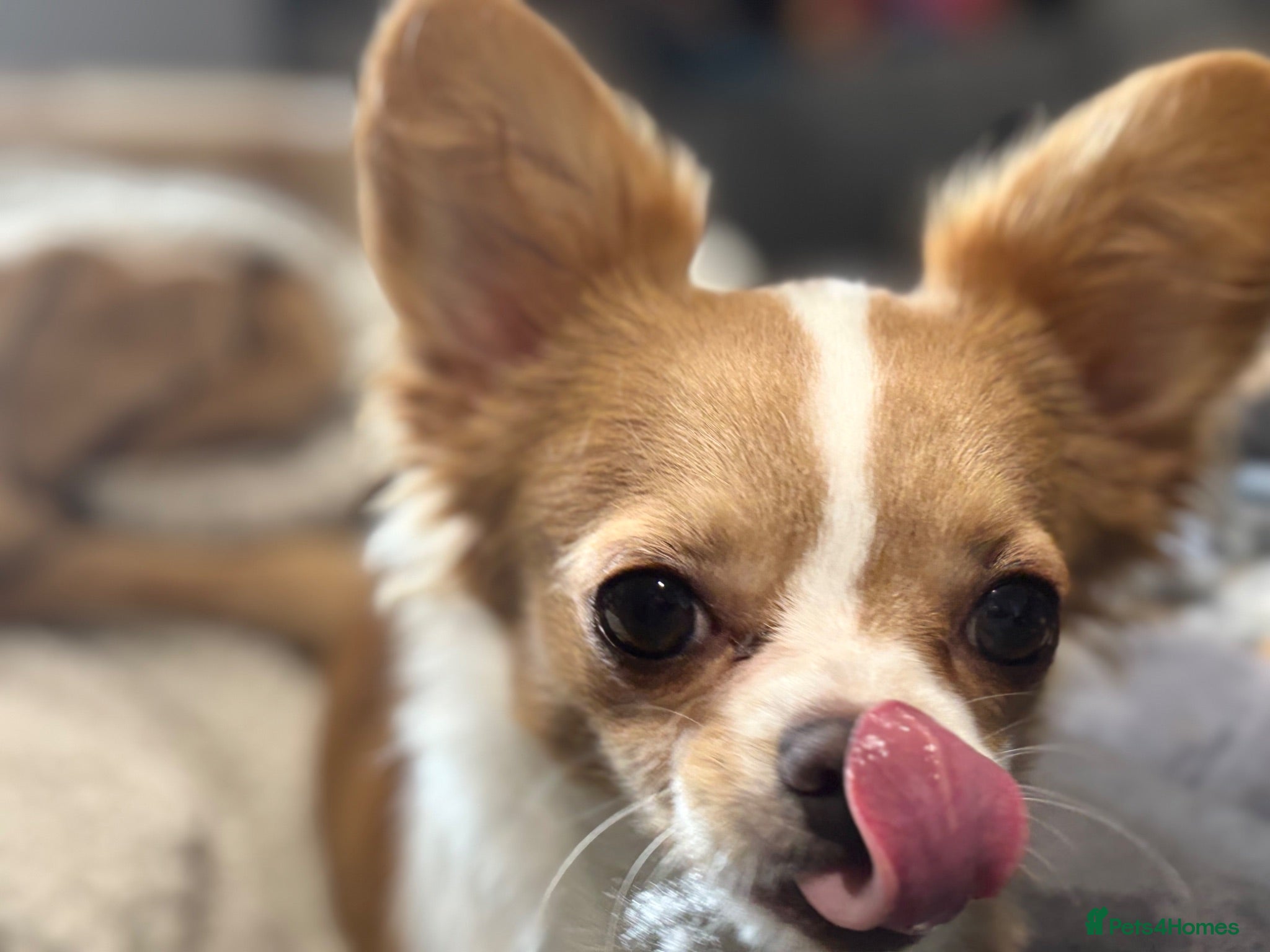 Chihuahua dogs Lenny - Advert 1