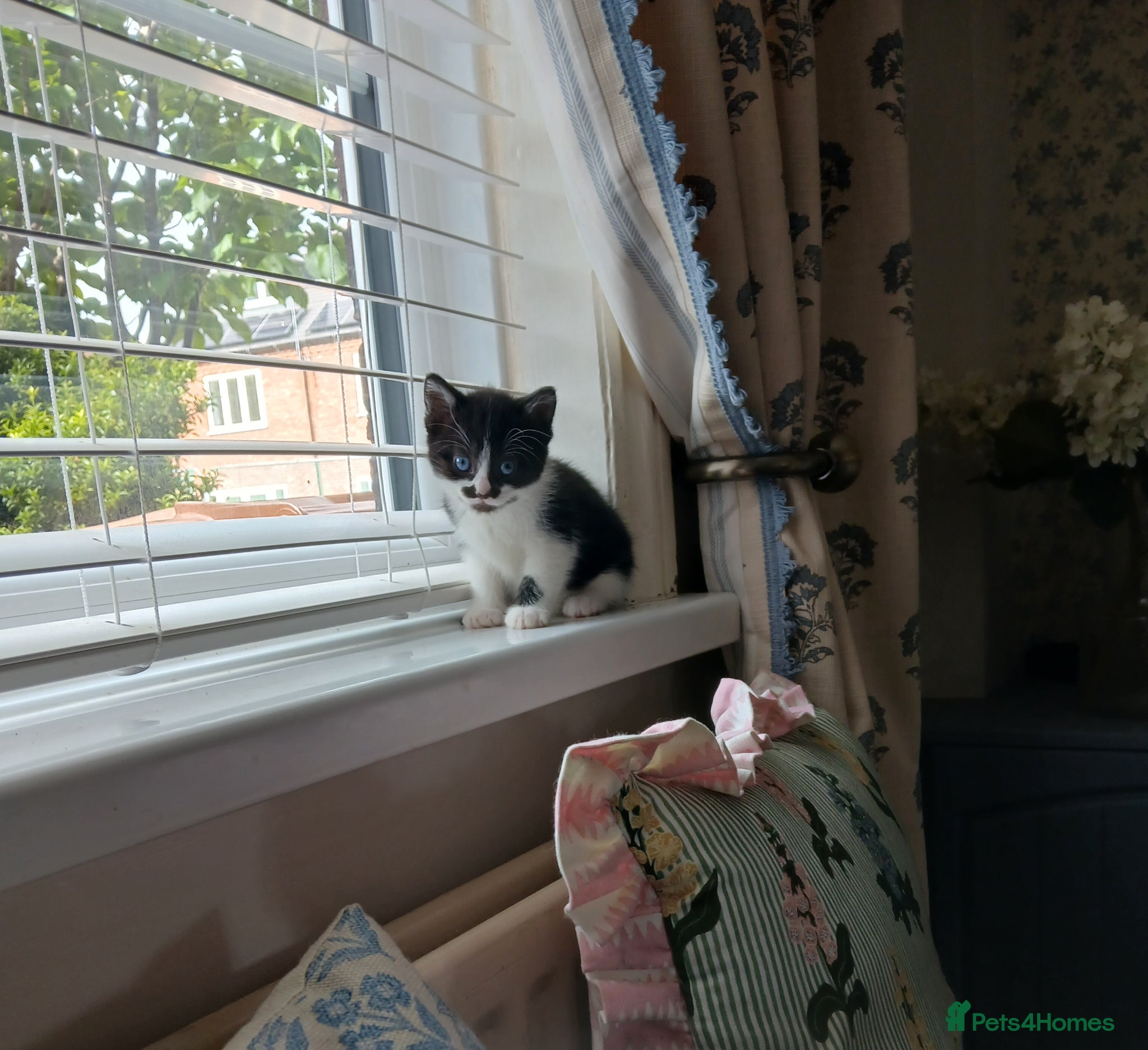 Mixed Breed cats 1 little girl kitten left - Advert 4
