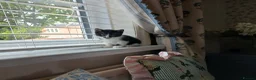 Mixed Breed cats for sale: Cute Kittens - Advert 3