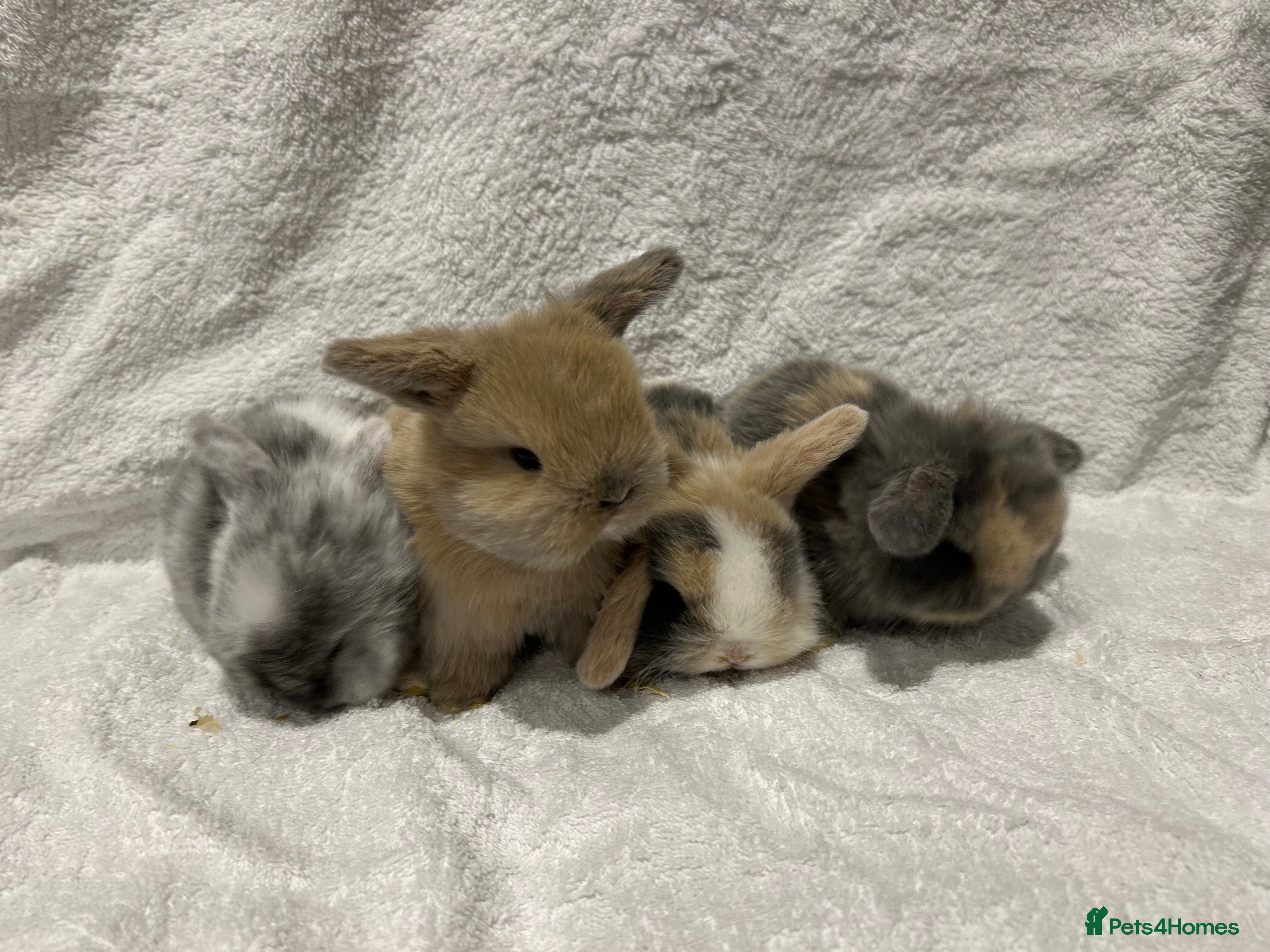 Mini Lop rabbits Pure Bred Mini Lop Baby Rabbits - Advert 1