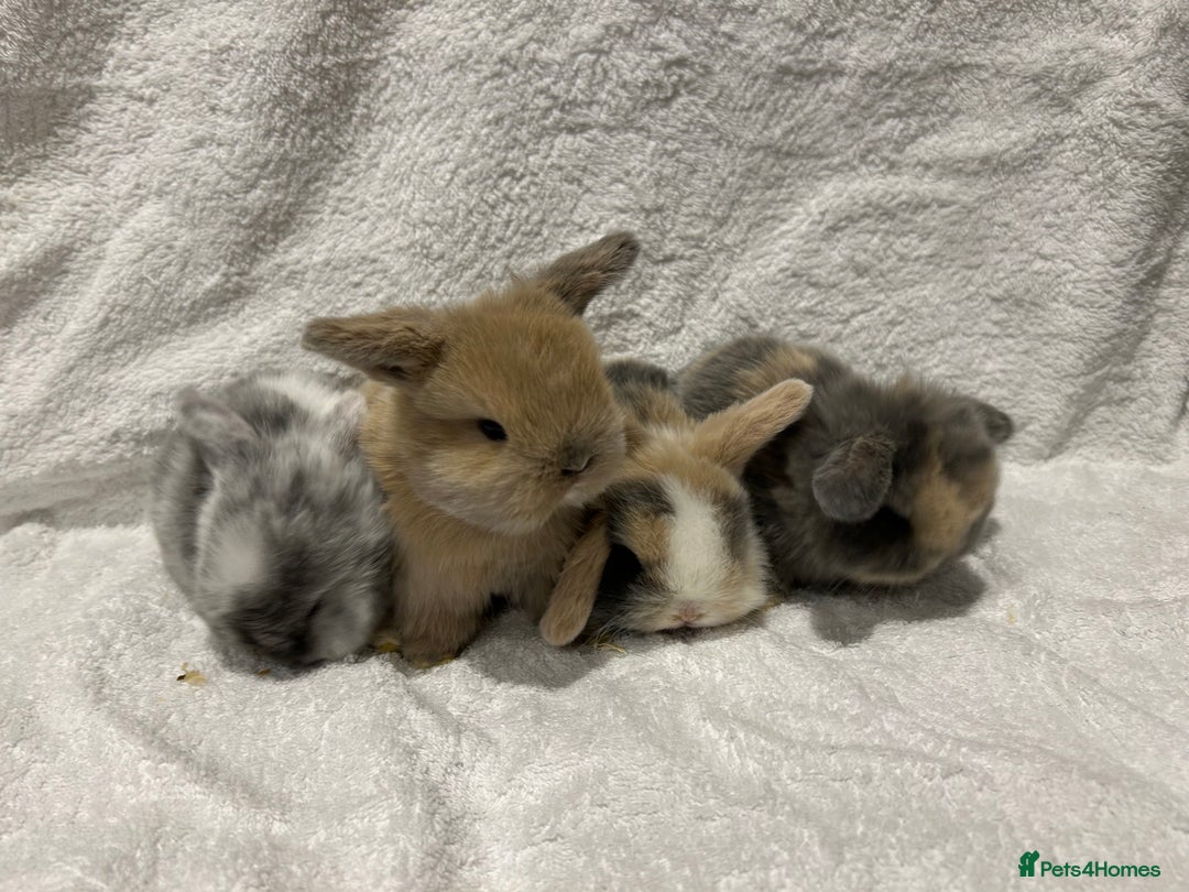 Mini Lop rabbits for sale: Pure Bred Mini Lop Baby Rabbits - Advert 1