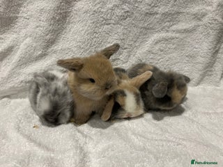 Mini Lop rabbits Pure Bred Mini Lop Baby Rabbits - Advert 1