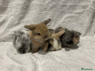 Mini Lop rabbits Pure Bred Mini Lop Baby Rabbits - Advert 5