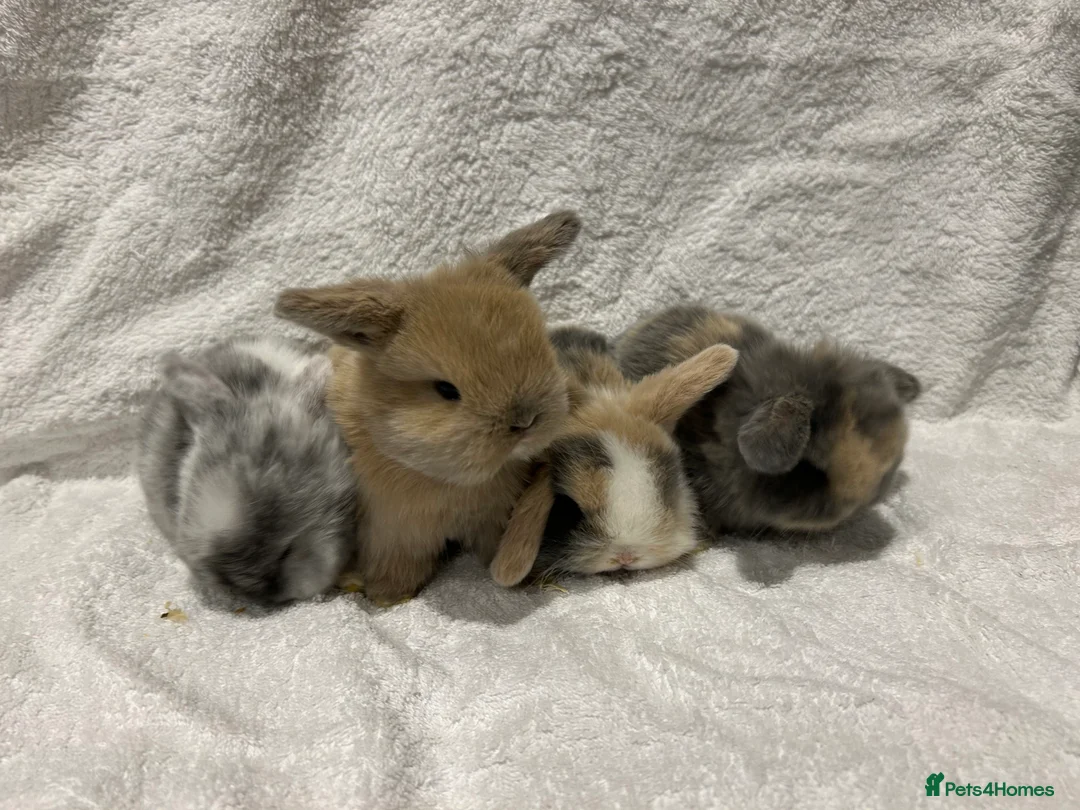 Mini Lop rabbits for sale: Pure Bred Mini Lop Baby Rabbits - Advert 1