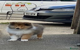 Rough Collie dogs for sale: ROUGH COLLIE SABLE AND WHITE PUPPIES - Image 1