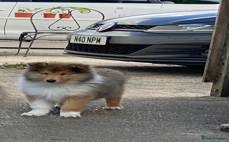 Rough Collie dogs - Advert 1