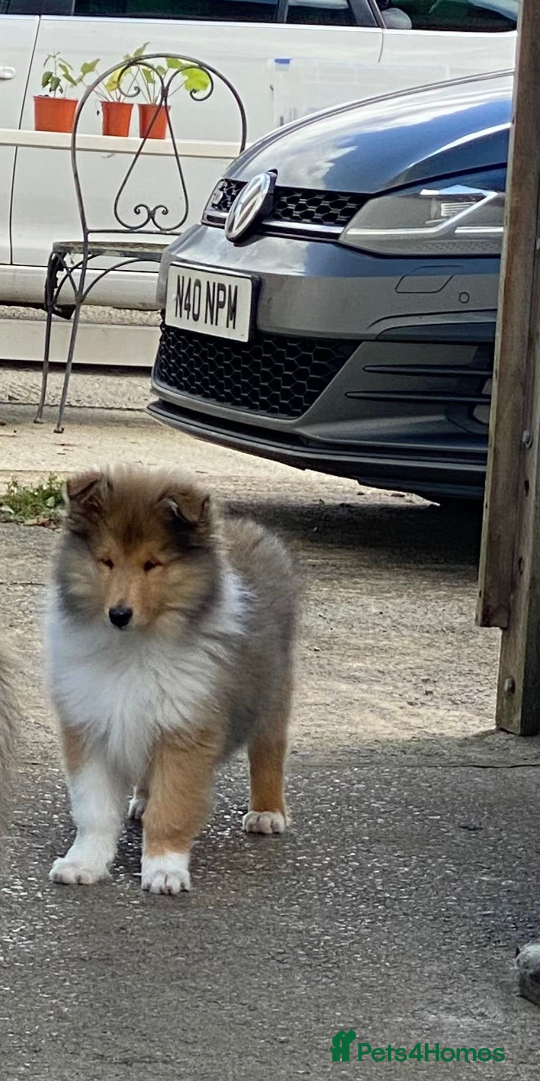 Rough Collie dogs for sale: ROUGH COLLIE SABLE AND WHITE PUPPIES - Image 1