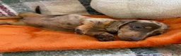 Dachshund dogs for sale: 5 beautiful dachshund girls  - Advert 23
