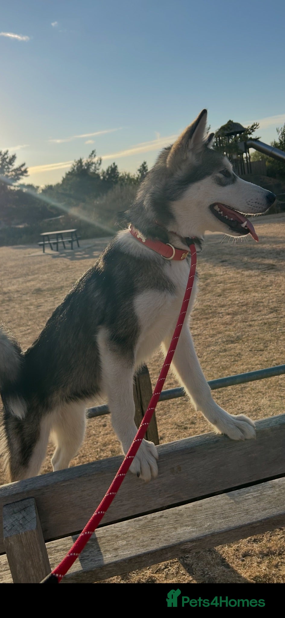 Alaskan Malamute dogs 🐾 SUKI NEEDS A NEW FOREVER HOME 🐺❤️ - Advert 2