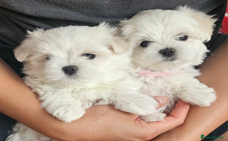 Maltese dogs - Advert 1