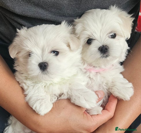 Maltese dogs - Advert 6