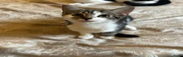 Domestic Shorthair cats for sale: Beautiful kittens 💖 - Advert 9