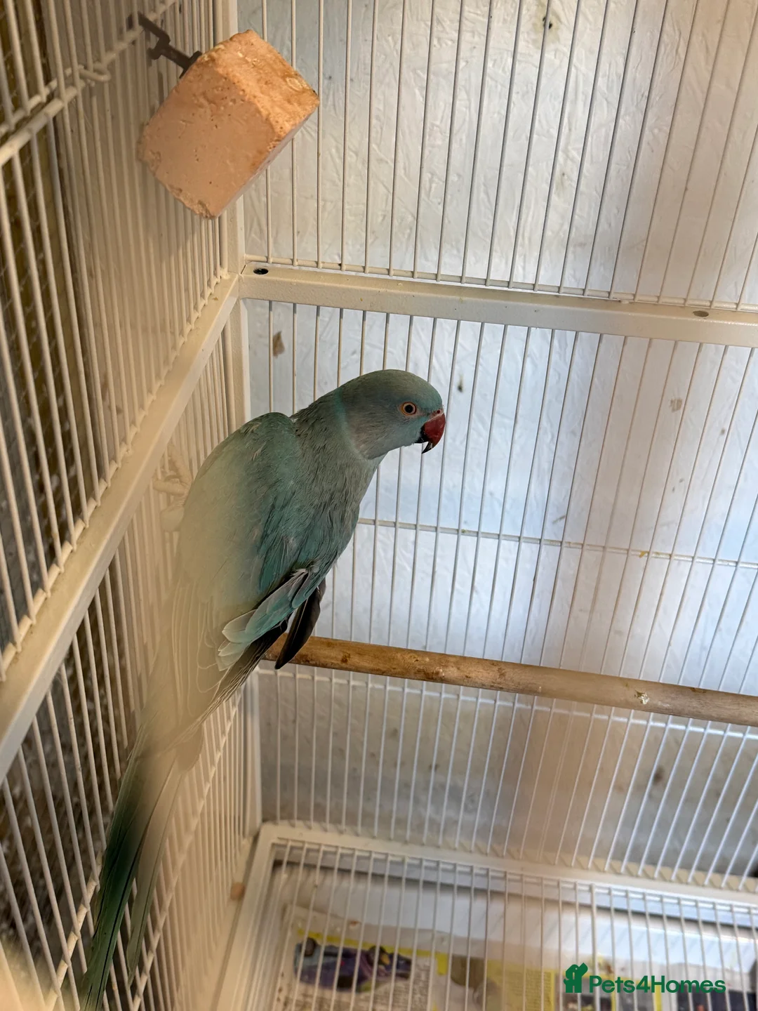 Parakeets birds for sale: 2 female Indian ring necks  - Advert 2