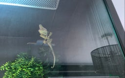 Chameleon reptiles for sale: DELUXE VIVARIUM+TWO JUVENILE YEMEN CHAMELEONS  - Image 6