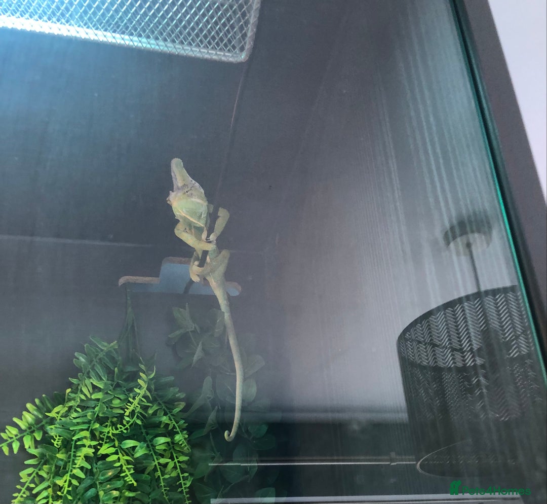 Chameleon reptiles for sale: DELUXE VIVARIUM+TWO JUVENILE YEMEN CHAMELEONS  - Image 6