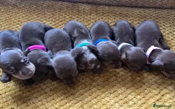 Miniature Dachshund dogs for sale: KC registered miniature dachshund puppies - Image 2