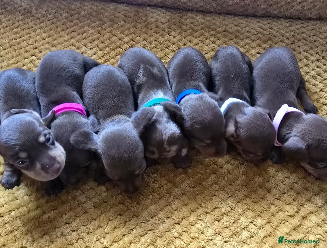 Miniature Dachshund dogs for sale: KC registered miniature dachshund puppies - Image 2