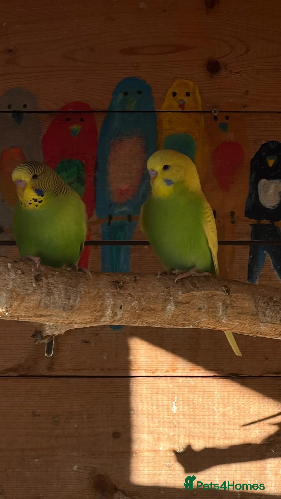 Budgerigars birds for sale: Mixed sex Budgies for sale - Advert 5