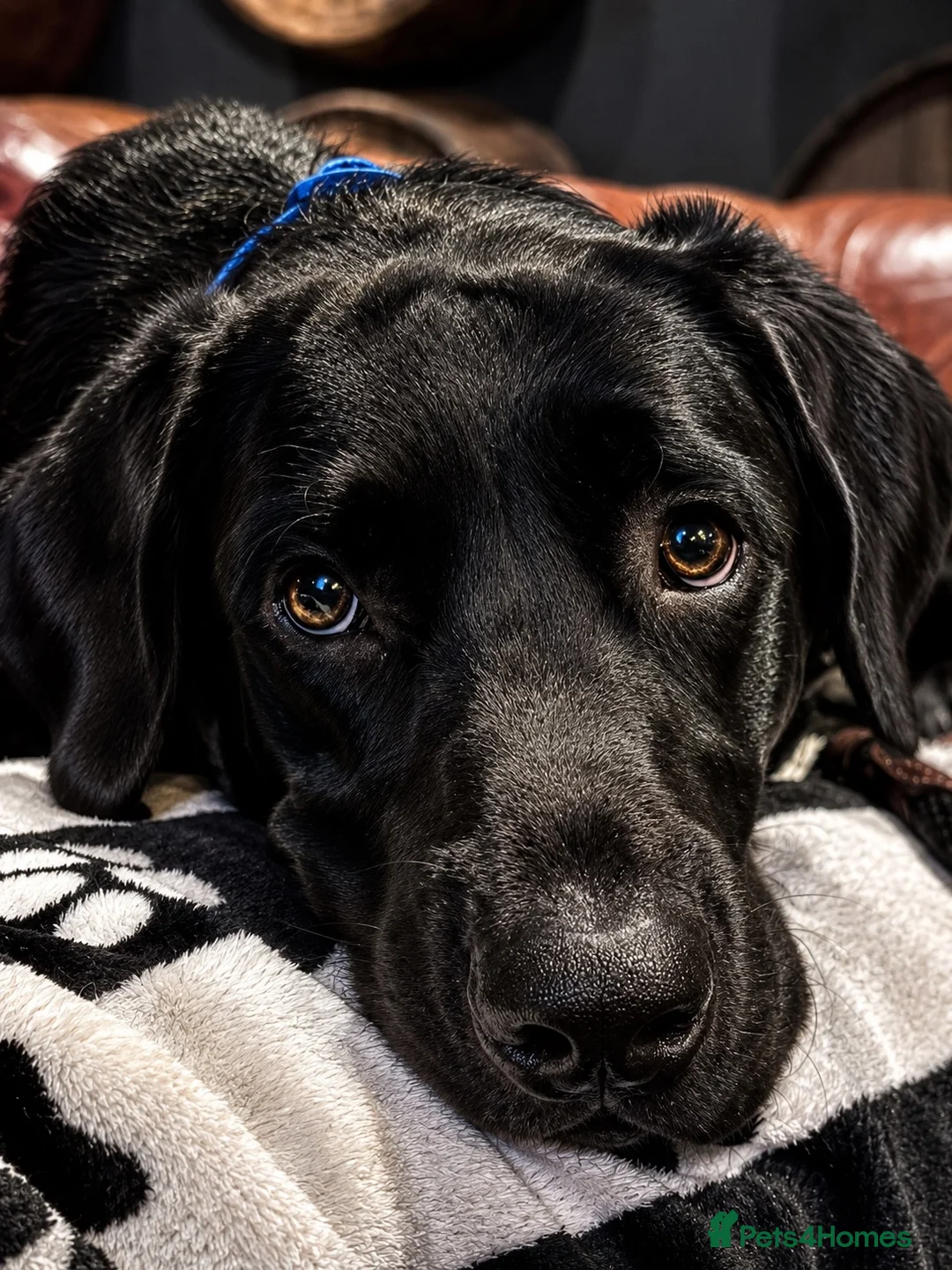 Labrador Retriever dogs for stud: Jack of Hearts available for STUD in Consett - Advert 2