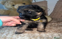 German Shepherd dogs for sale: 🏆quality KC registered long haired GSD pups🏆 - Image 21