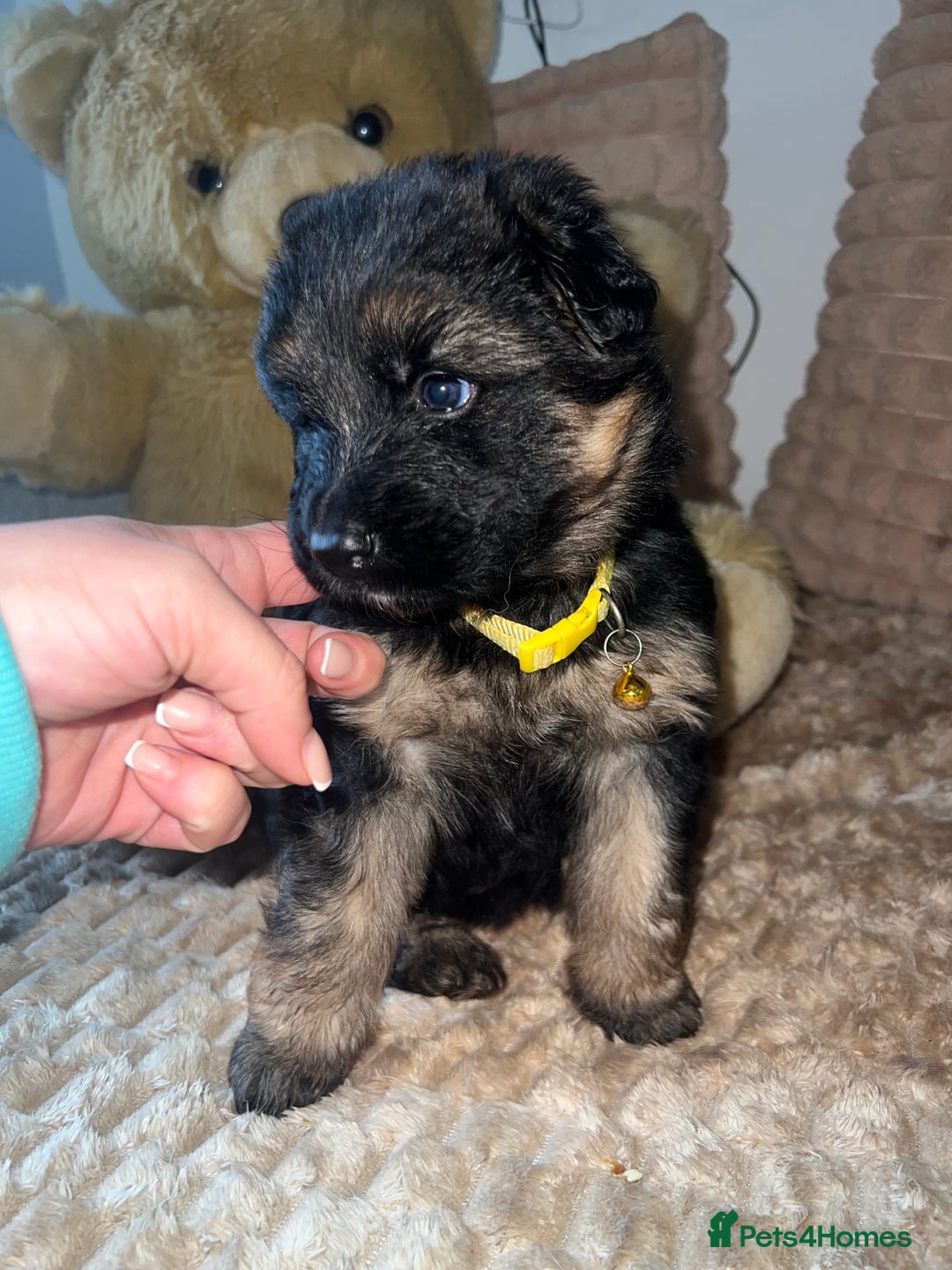 German Shepherd dogs for sale: 🏆quality KC registered long haired GSD pups🏆 - Image 21