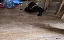 Staffordshire Bull Terrier dogs for sale: Staffordshire bull terrier puppies  - Image 8