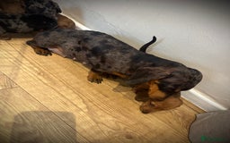 Miniature Dachshund dogs for sale: 🐾Stunning miniature dachshunds🐾 - Image 18