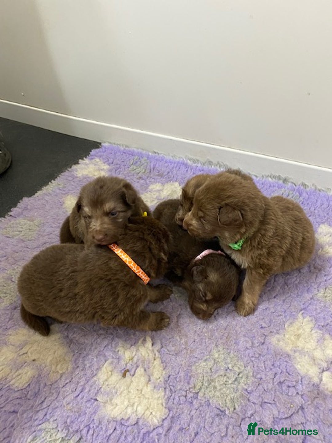 German Shepherd dogs for sale: GORGEAOUS K/C Registered German Shepherd puppies - Image 32