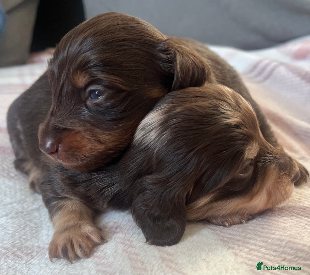 Miniature Dachshund dogs for sale: Long hair tiny kc reg dachshund babies  - Advert 18