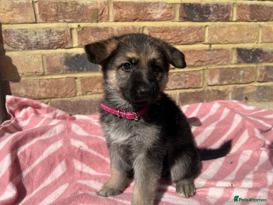 German Shepherd dogs for sale: Straight back short coat female GSD - Image 8
