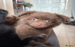 Pomeranian dogs for sale: Beautiful Pomeranian puppy’s 2 girls 1 boy.  - Image 12