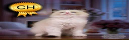 Ragdoll cats for sale: Ragdoll Kitten Boy | CHAMPION TICA £1500  - Advert 22