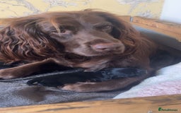 Sprocker dogs for sale: Cheshire Sprocker Pups from Working Parents - Image 6
