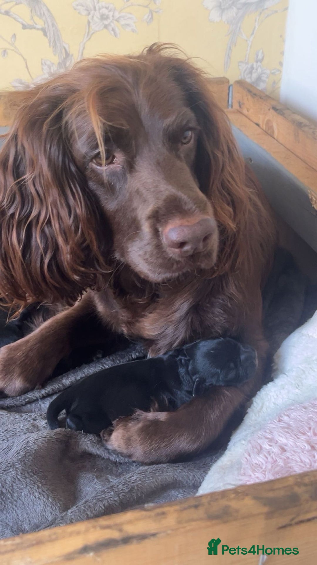 Sprocker dogs for sale: Cheshire Sprocker Pups from Working Parents - Image 6
