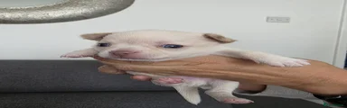 Chihuahua Puppy 1