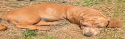 Dachshund dogs for sale: Gorgeous sausage dog puppies  - Advert 23