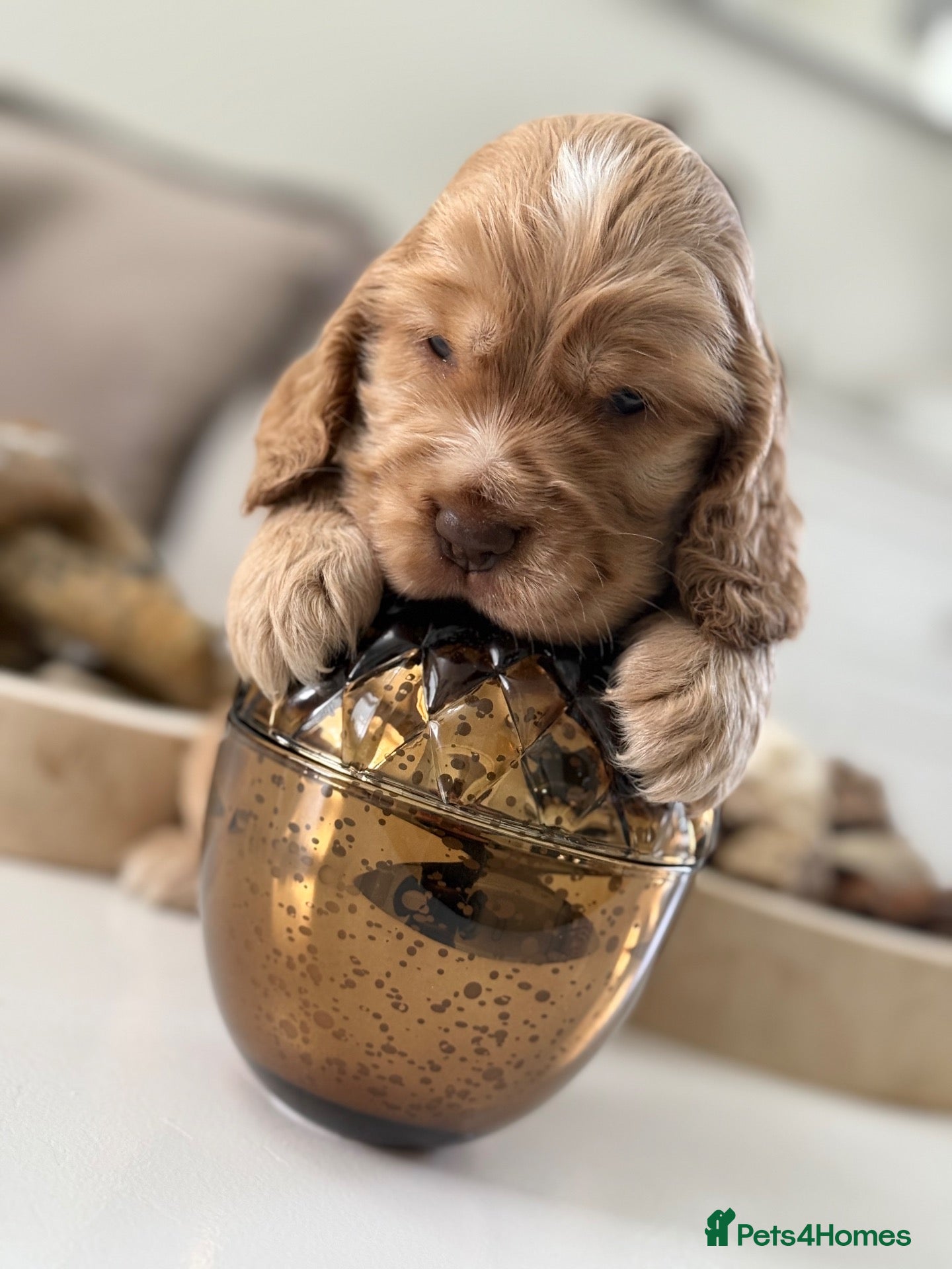 Cocker Spaniel dogs Show type cocker spaniels - Advert 2