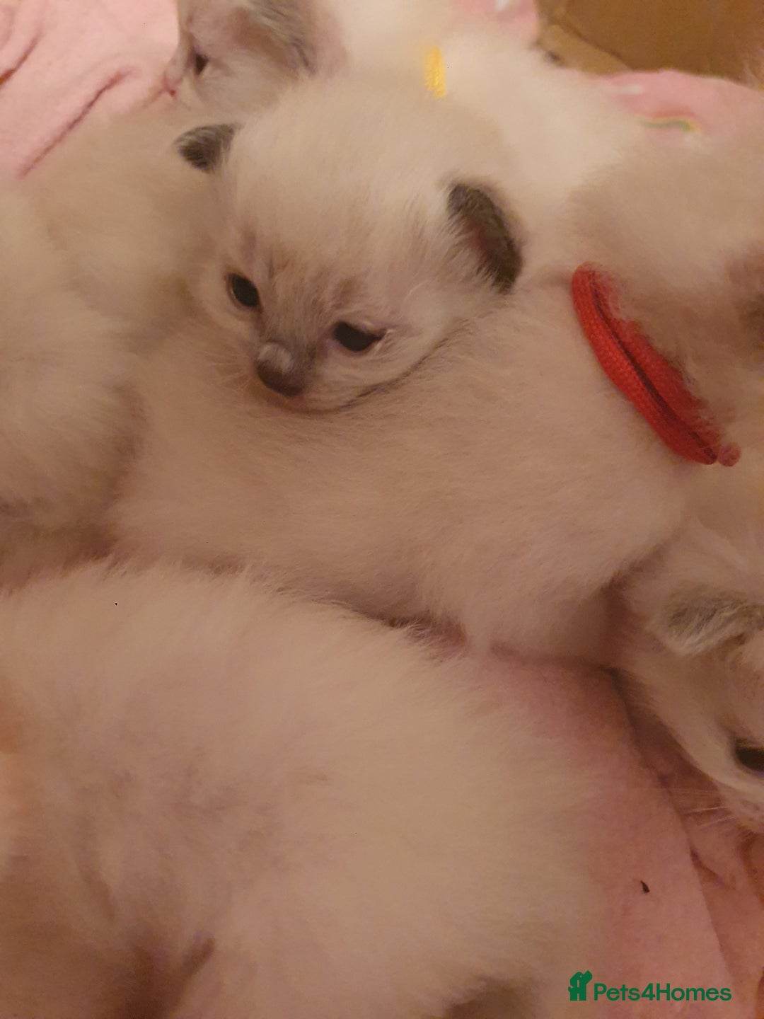 Ragdoll cats for sale: PEDIGREE RAGDOLL KITTENS FROM GCCF REGISTERED - Image 11