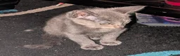 Mixed Breed cats for sale: Beautiful grey tri colour kitten girls - Advert 4