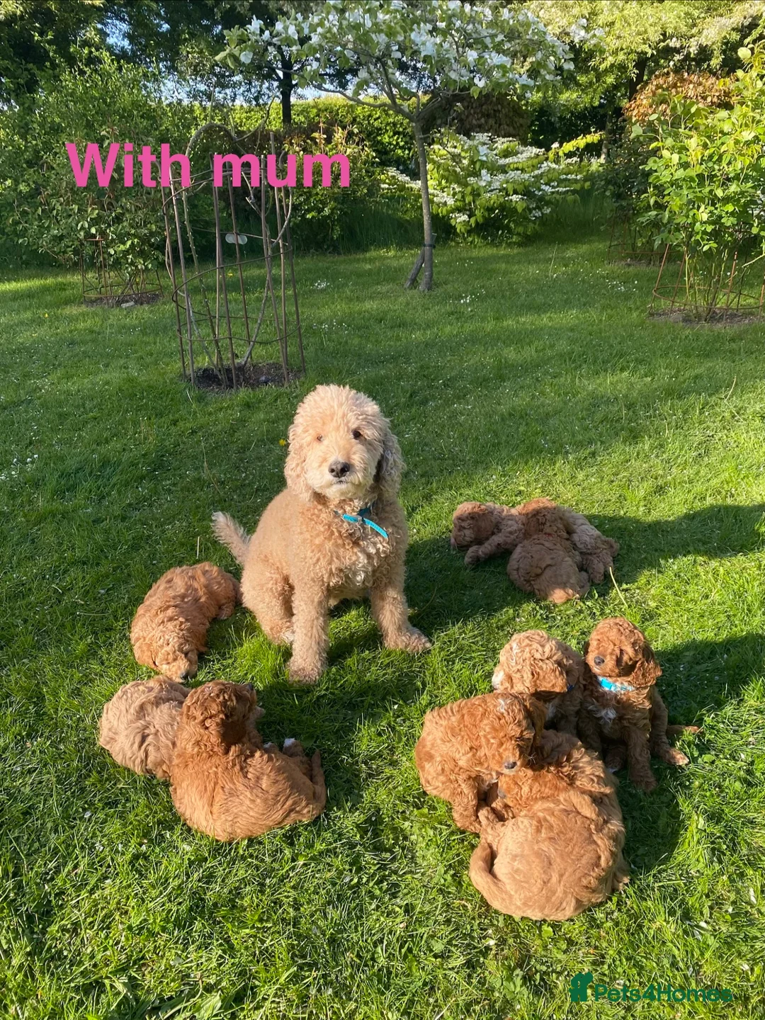 Cockapoo dogs for sale: Miniature Cockapoos Raised in Family Home  in Carnforth - Advert 30