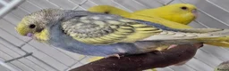 Budgerigars birds for sale: Handreared Beautiful Budgies. - Advert 4