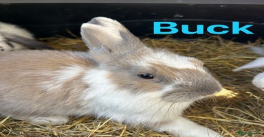 French Lop rabbits in Doncaster - Advert 2