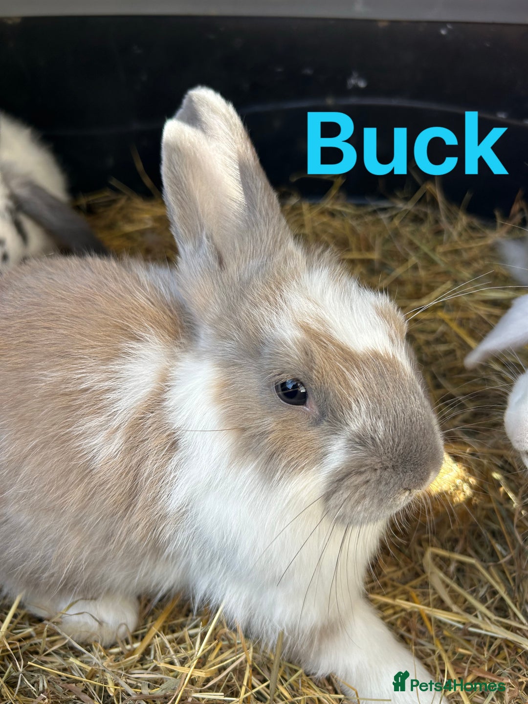French Lop rabbits for sale: 2 Bucks Left French Lop x Angora READY NOW in Doncaster - Image 2