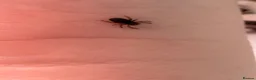 Spiders invertebrates for sale: Velvet spiders  in Knutsford - Advert 3