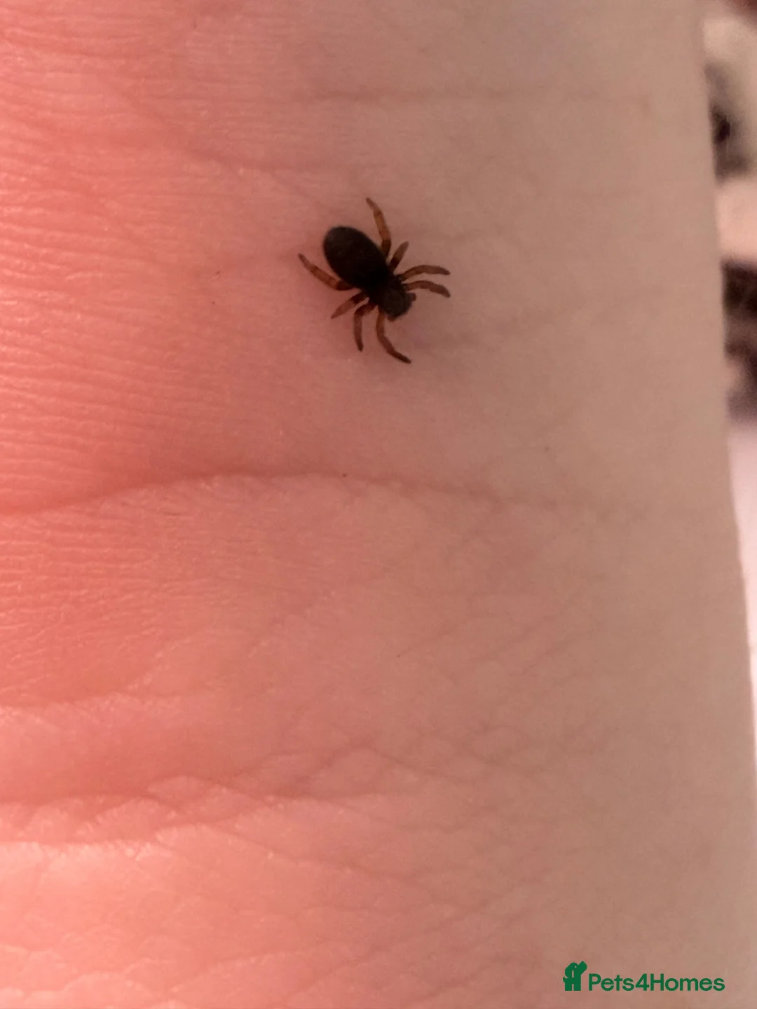 Spiders invertebrates for sale: Velvet spiders  in Knutsford - Advert 3